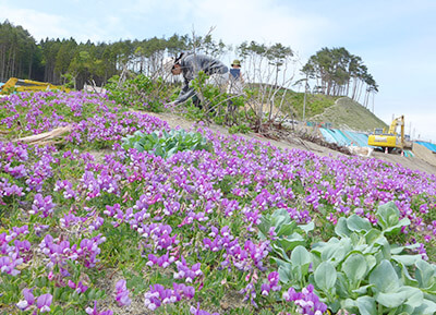 十府ヶ浦の現地保全区の様子（2016年5月）。保全区内ではハマナス，ハマエンドウ，ハマベンケイソウなどが生育しています。写真の赤紫色の花はハマエンドウの花。